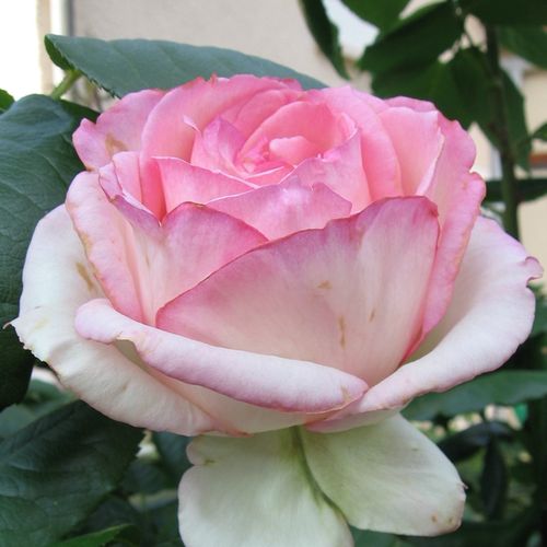 E-commerce, vendita, rose, in, vaso rose floribunde - rosa - bianco - Rosa Honoré de Balzac® - rosa dal profumo discreto - Alain Meilland - ,-